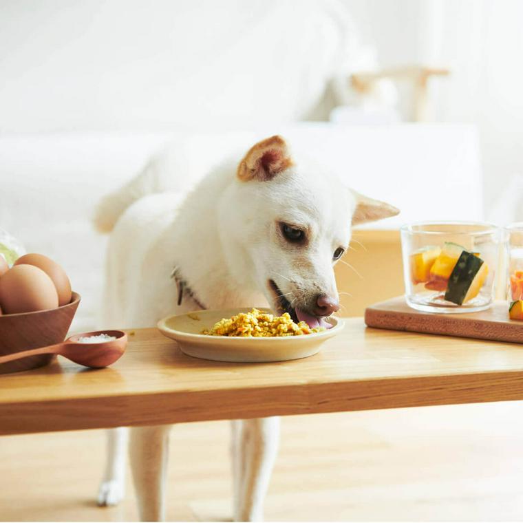 ペトコトフーズを食べるわんこ
