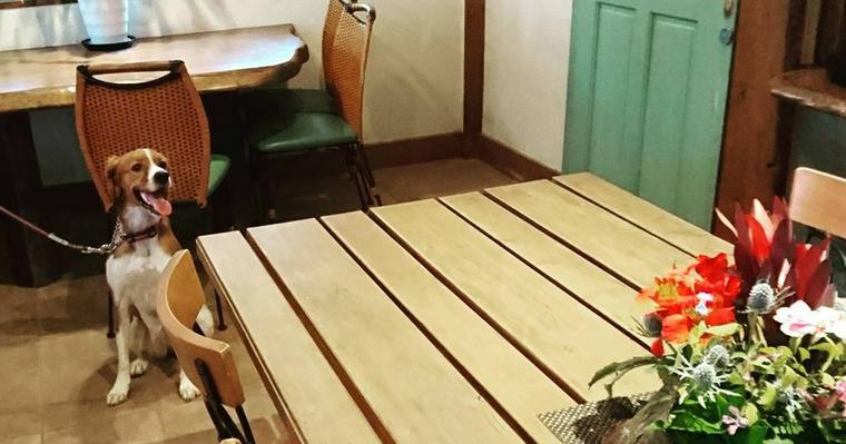 【兵庫県のおすすめドッグカフェ15選】犬連れできるペット同伴可のカフェ・レストランを厳選