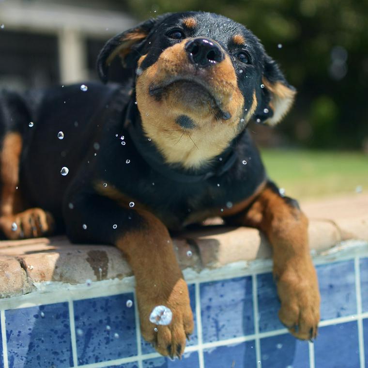 水遊びをする犬