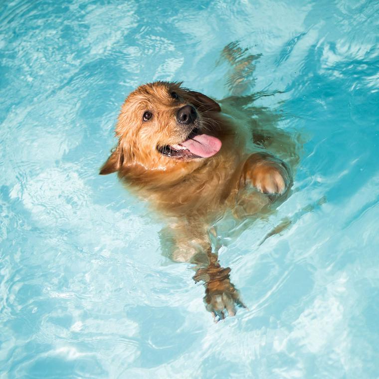 水遊びをする犬