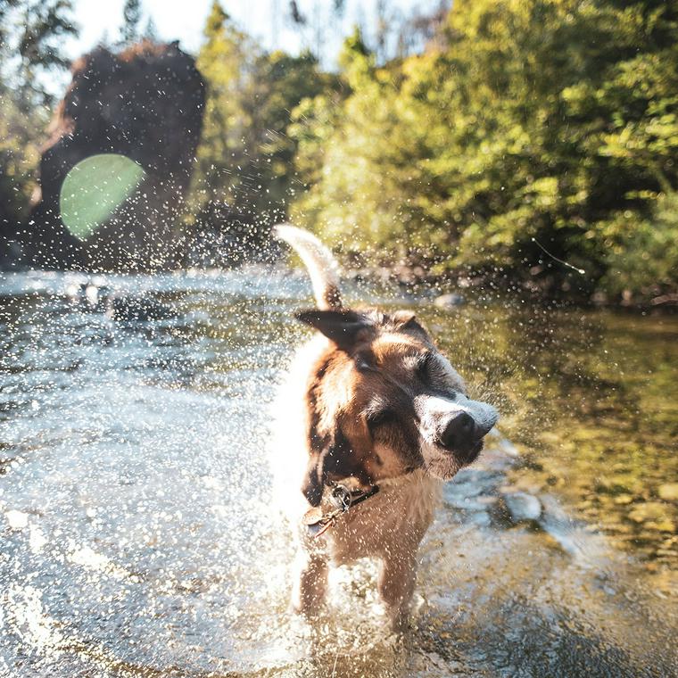 水遊びをする犬