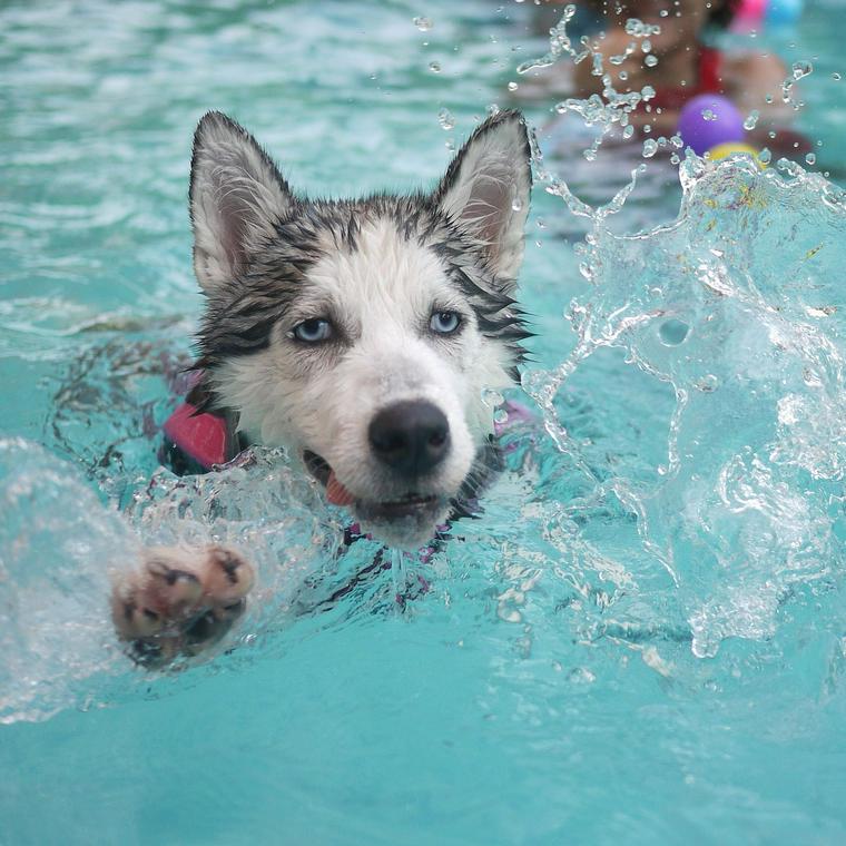 水遊びをする犬