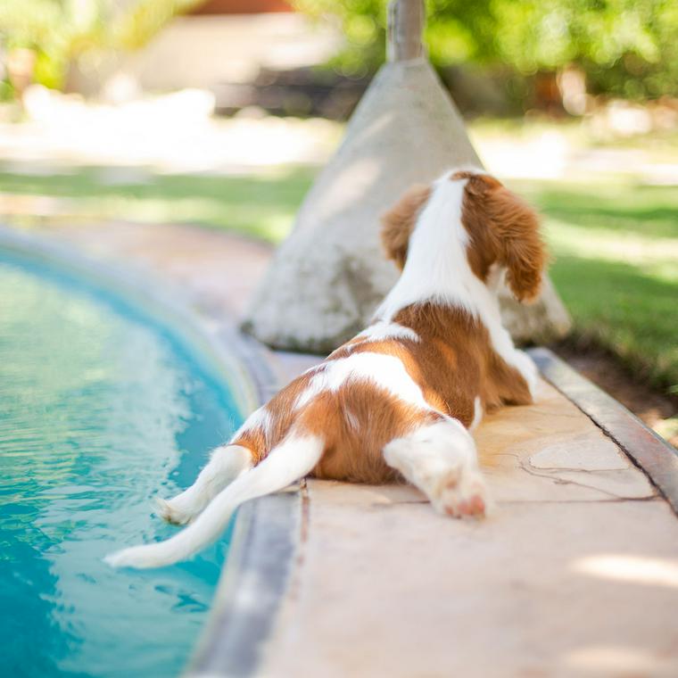 プールで休む犬