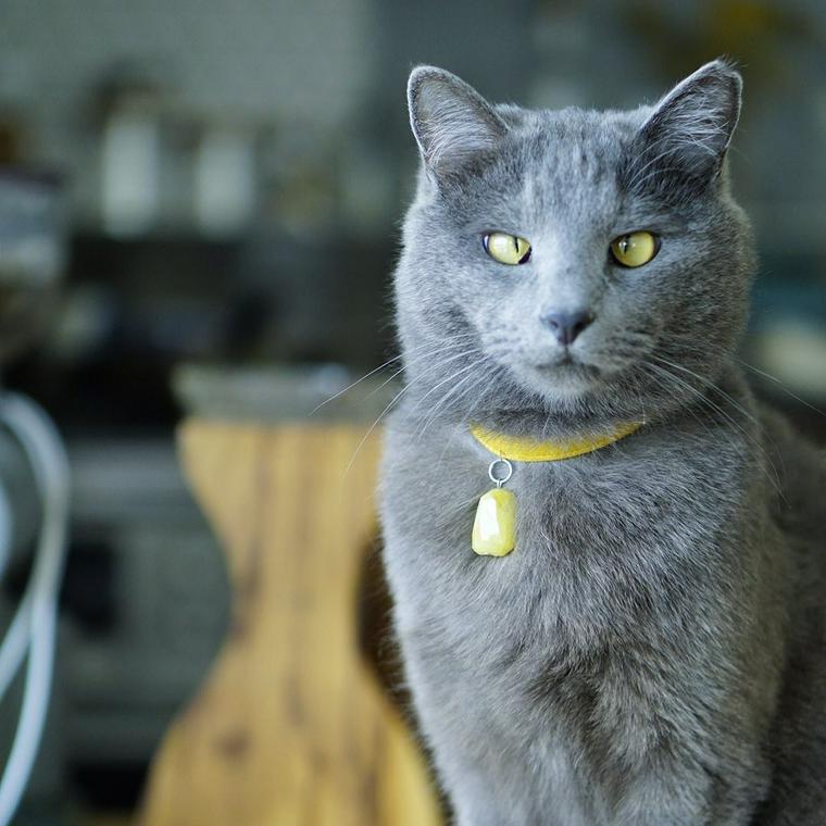 猫は雨が嫌い 雨の日に元気がない よく寝る理由などを紹介 ペトコト