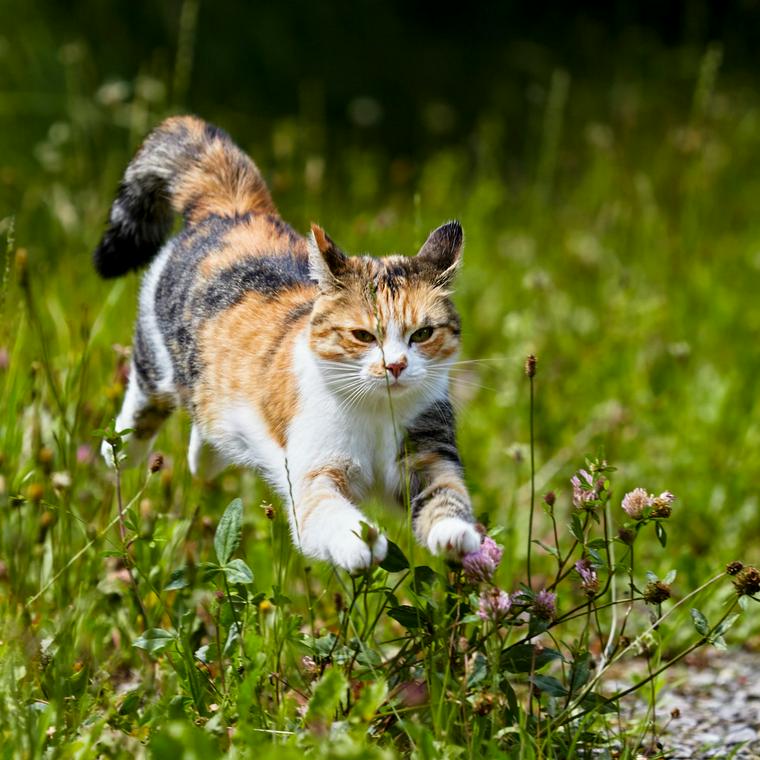 猫が蜂 ハチ に刺されたら 症状や対処法を解説 ペトコト