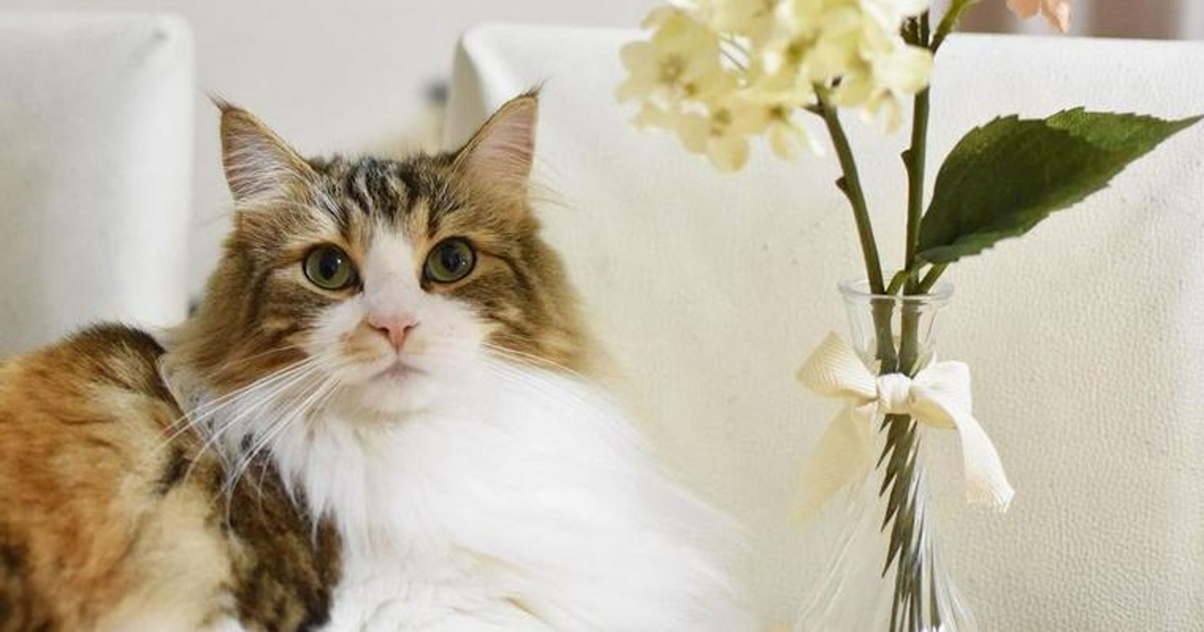 【獣医師監修】ノルウェージャンフォレストキャットってどんな猫？性格・体重・寿命の特徴・迎え方