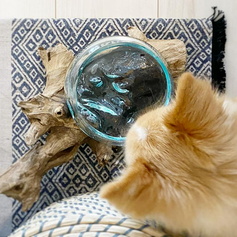 水飲みを上から覗く犬