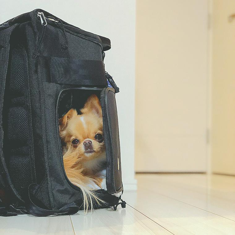 キャリーバッグに入る犬