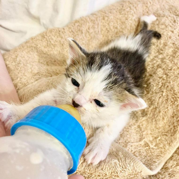 ミルクを飲む子猫