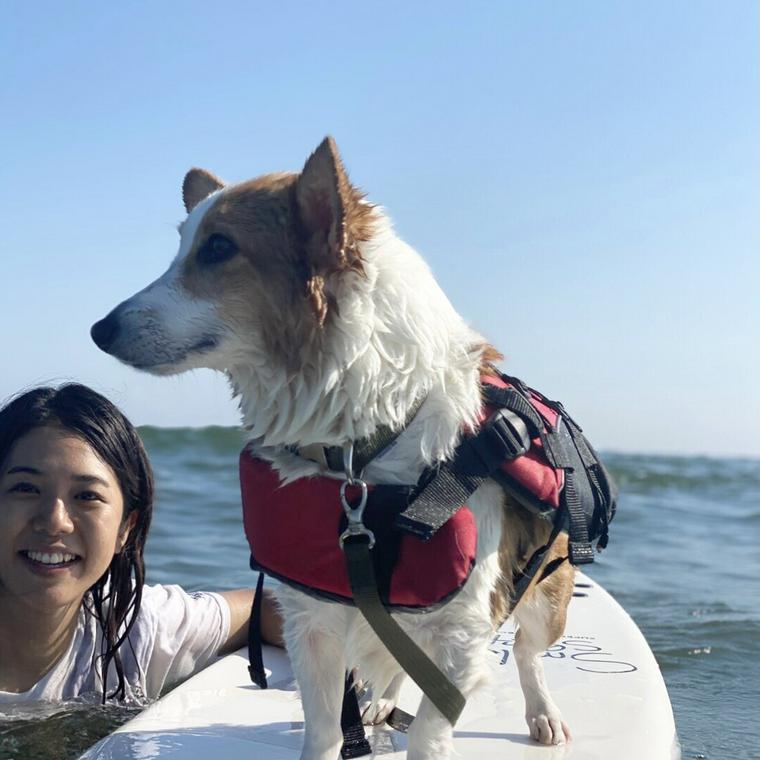 ペトコトスタッフの田中とサーフィンをする犬