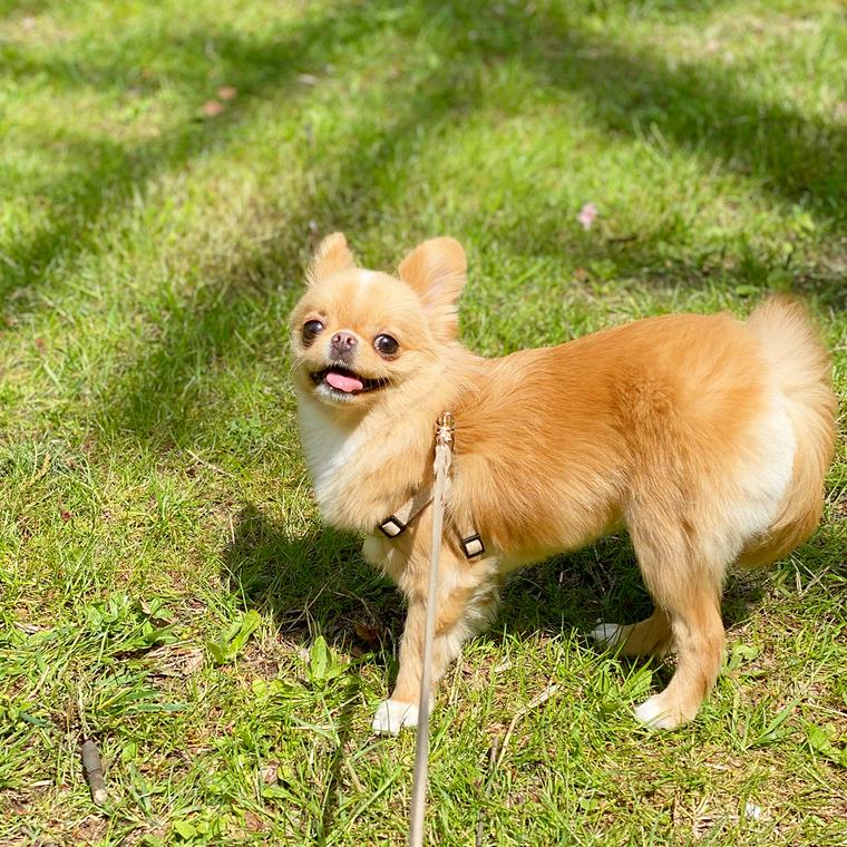 お散歩がうれしい犬