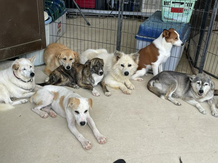 収容される野良犬たち