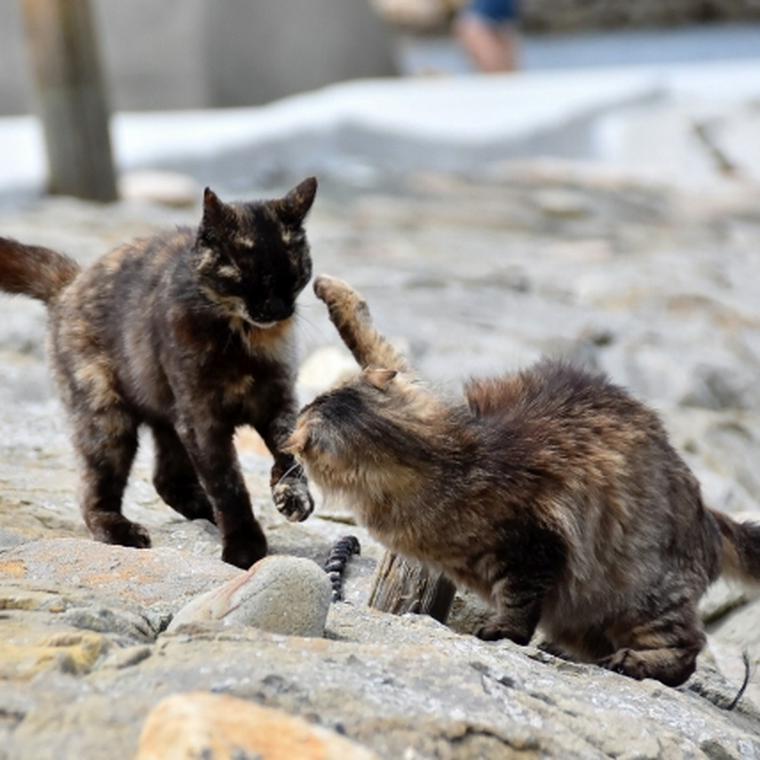 猫が喧嘩をする理由とは 止める方法や仲裁すべきかを獣医師が解説 ペトコト