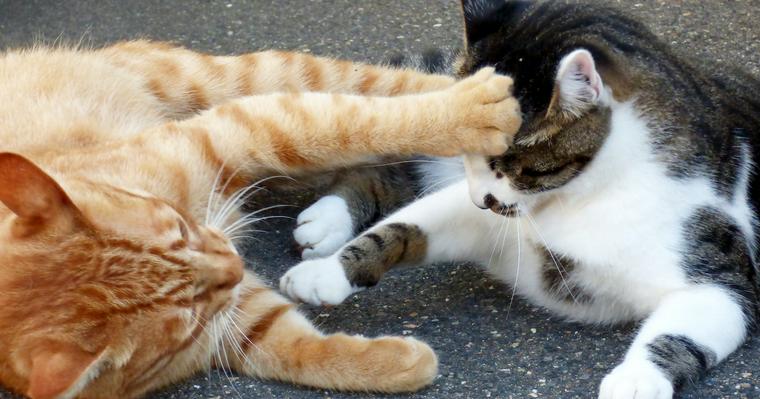 猫が喧嘩をする理由とは？止める方法や仲裁すべきかを獣医師が解説