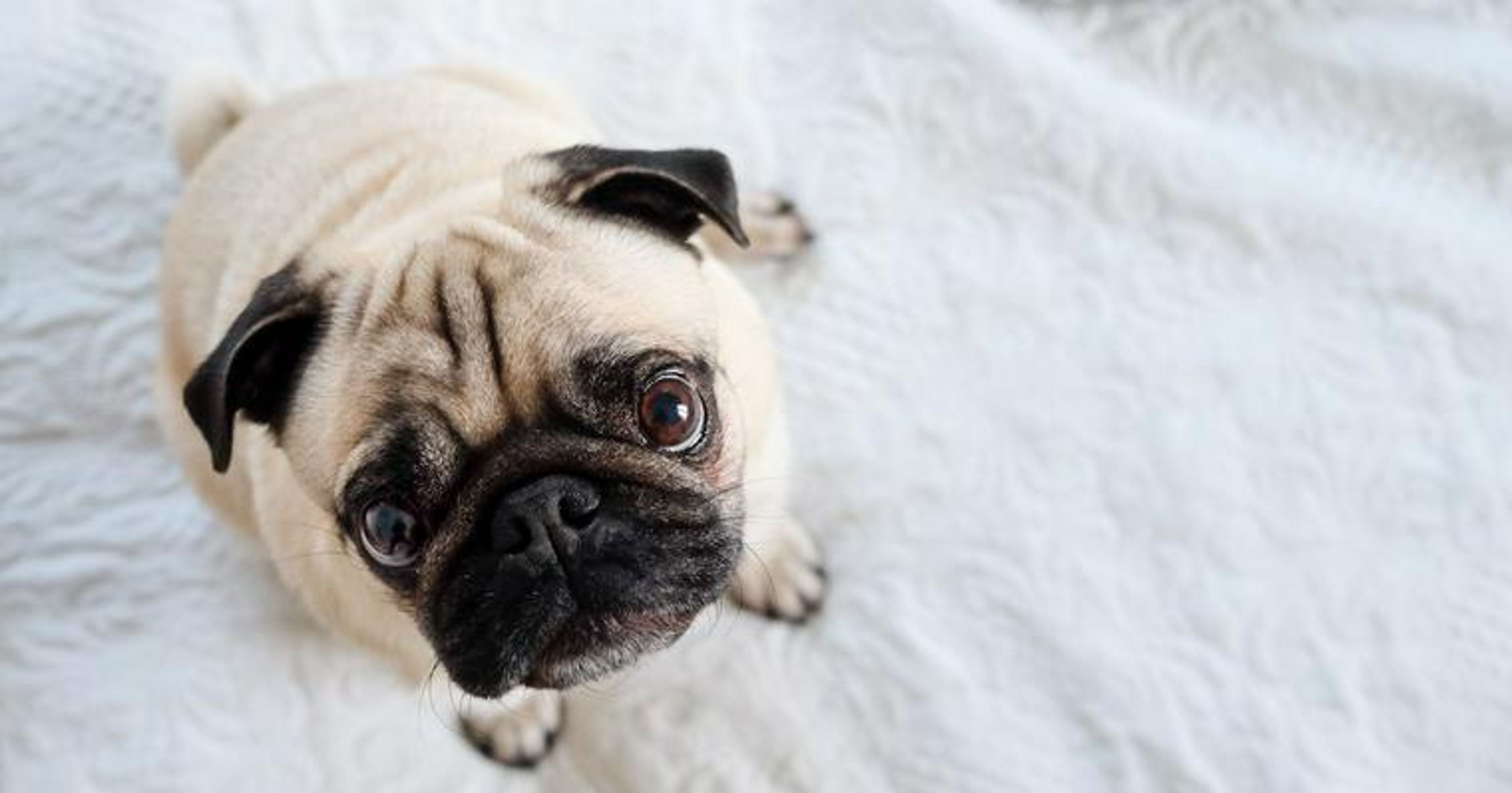 【トレーナー・獣医師監修】パグってどんな犬？性格・特徴・育て方・迎え方