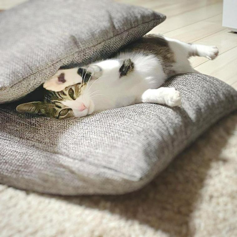 猫が布団に入ってくるのはなぜ？ふみふみや粗相してしまう理由を解説 