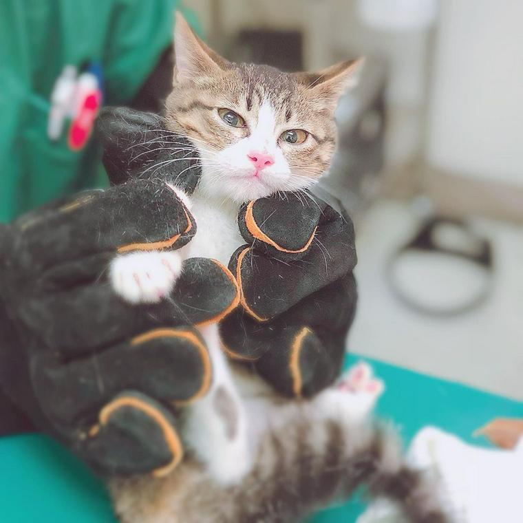 診察を受ける猫