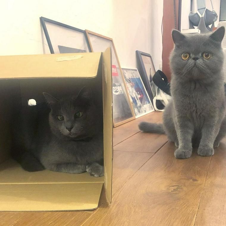 猫が箱に入りたがるのはなぜ 理由や猫が好む箱を解説 ペトコト