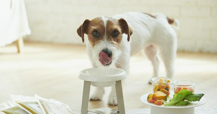 犬のカルシウム必要量と過剰摂取のリスクを栄養管理士が解説