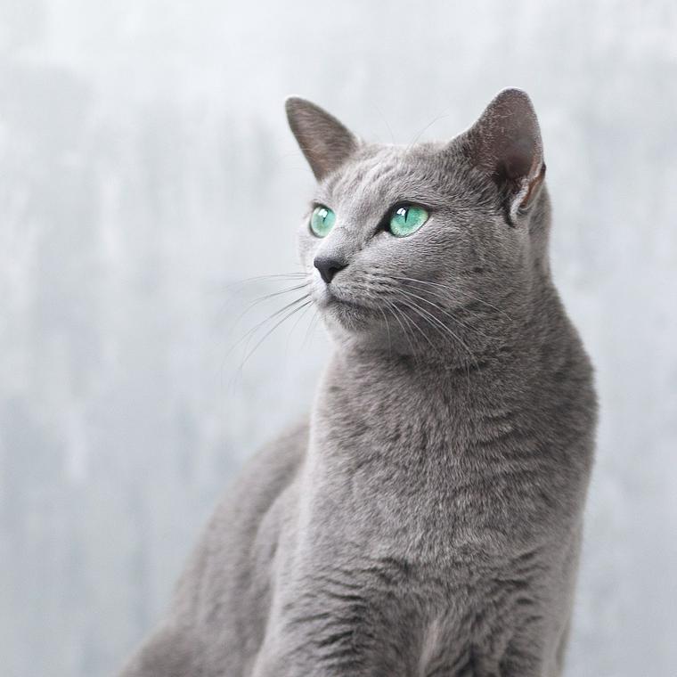 21年最新版 猫の名前ランキング 男の子女の子別やアメリカ版も紹介 ペトコト