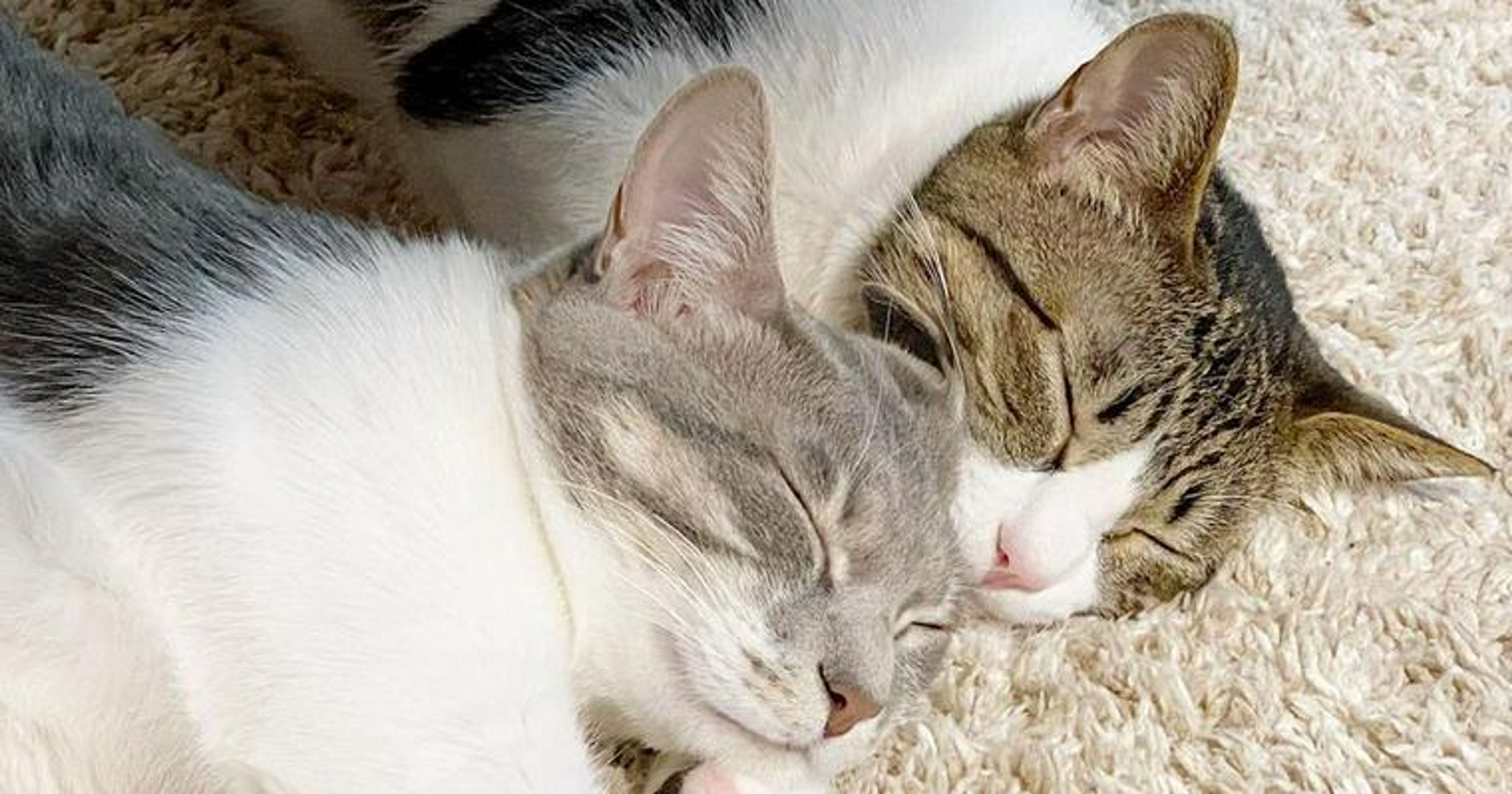 猫の飼い方まとめ！猫をお迎えするまでの準備や費用、注意点などを解説