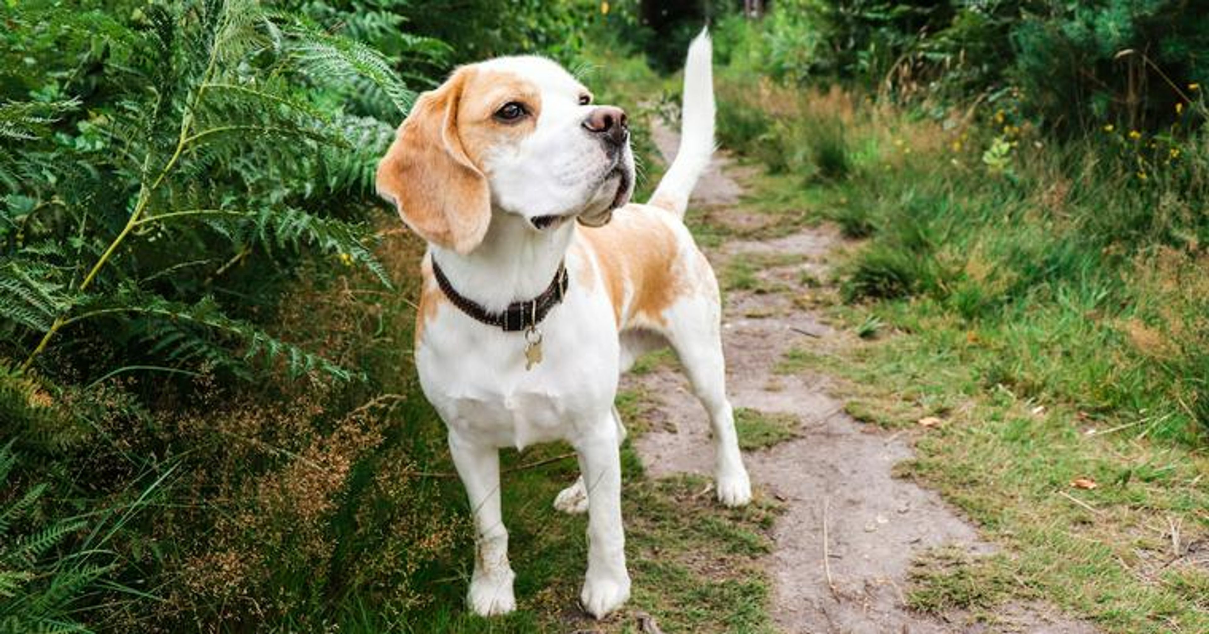 【トレーナー・獣医師監修】ビーグルってどんな犬？性格・特徴・育て方・迎え方