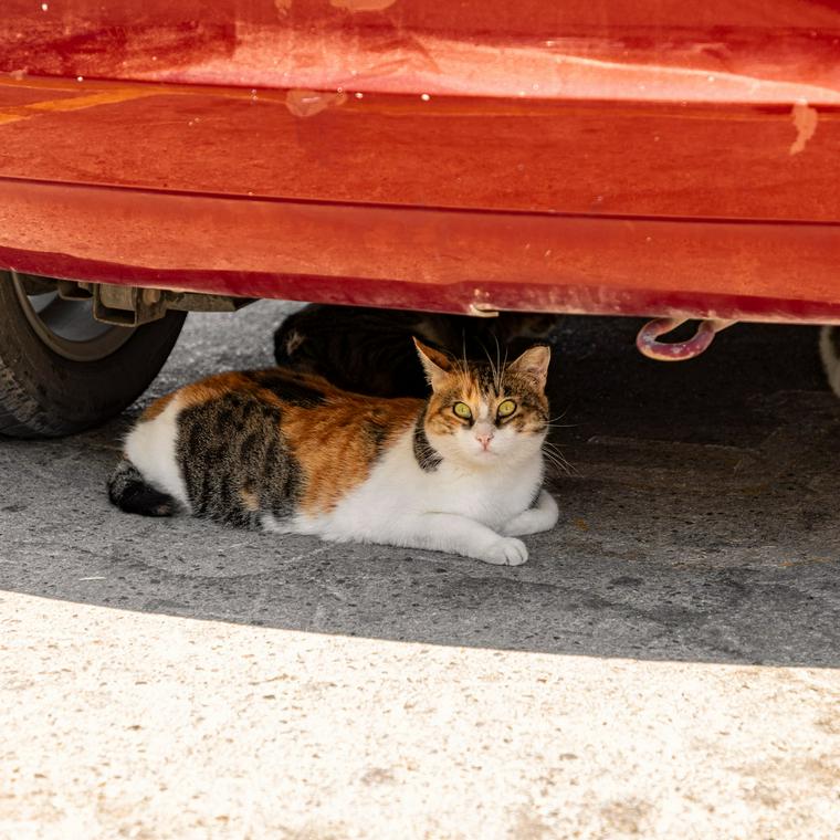 車の下に隠れる猫