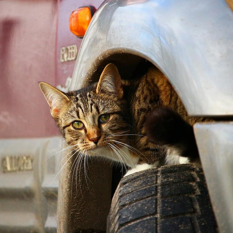 タイヤの上に隠れる猫