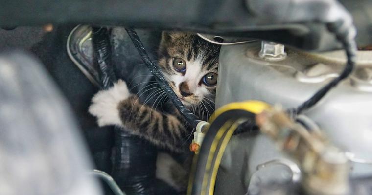 車に乗る前の新常識「猫バンバン」！猫の命を守るために当たり前の習慣へ。