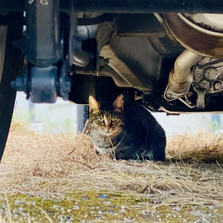 車に乗る前の新常識 猫バンバン 猫の命を守るために当たり前の習慣へ ペトコト