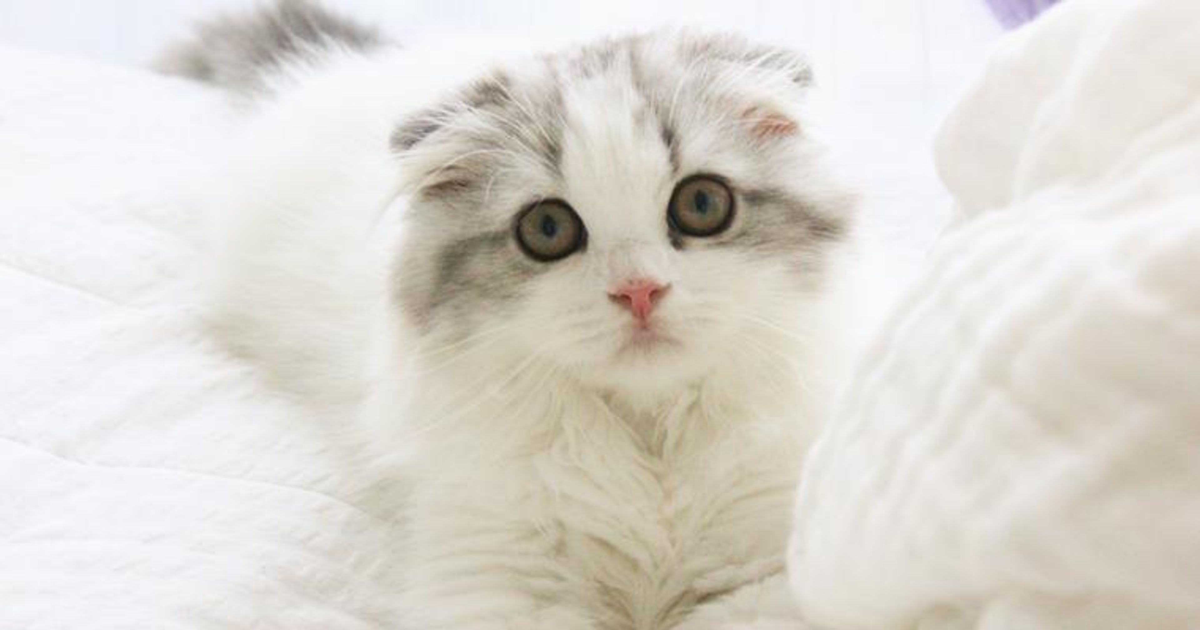 【獣医師監修】スコティッシュフォールドはどんな猫？性格・体重・寿命の特徴・迎え方