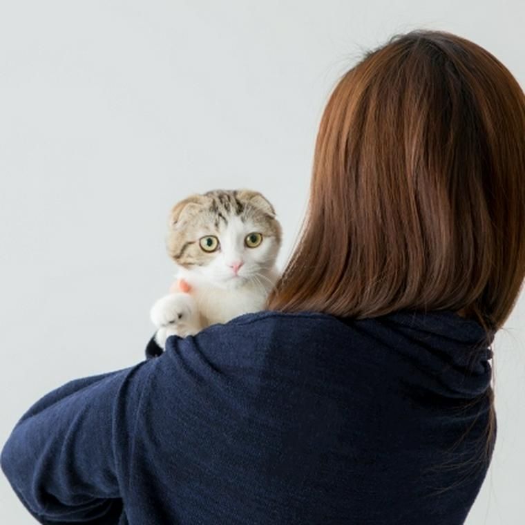 飼い主に抱っこされるスコティッシュフォールド