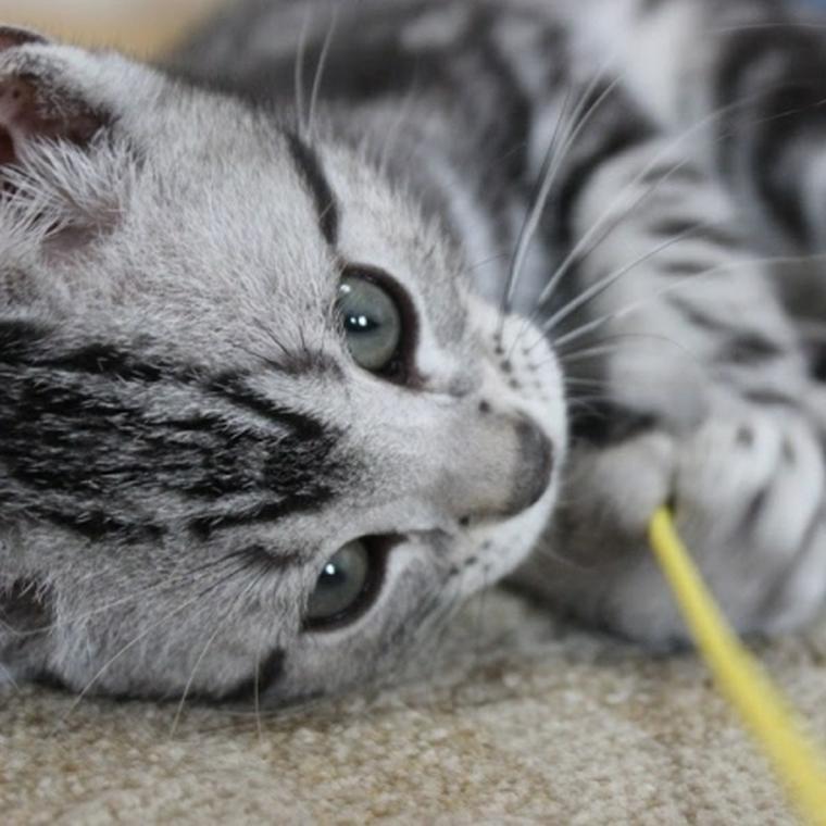 猫じゃらしで遊ぶアメリカンショートヘアの子猫