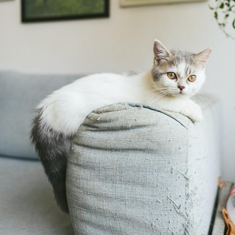 マンチカンはどんな猫 性格や寿命 里親の迎え方などを紹介 ペトコト