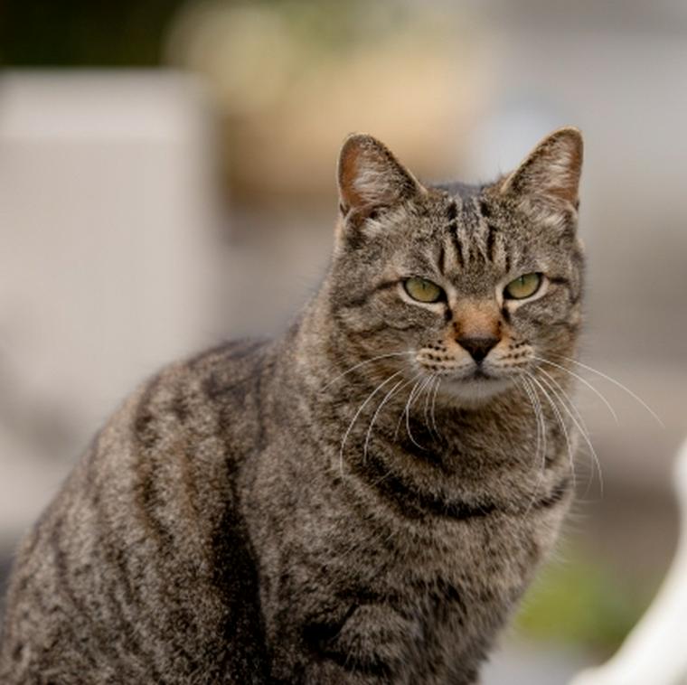 キジトラ キジ猫 はどんな猫 性格や特徴 サバトラとの違いなどを解説 ペトコト