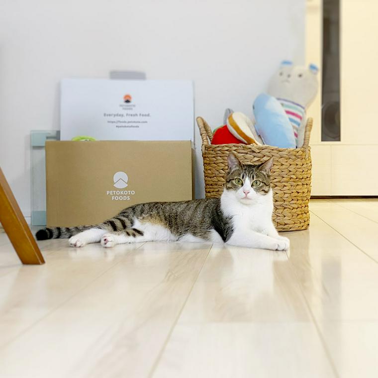 床の上でくつろぐ猫