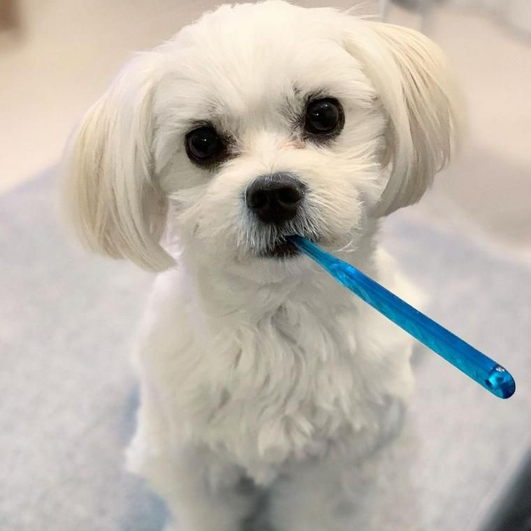歯磨きする犬