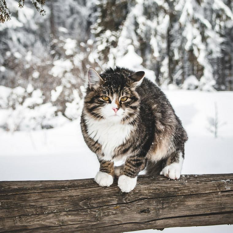 雪の中にいる猫