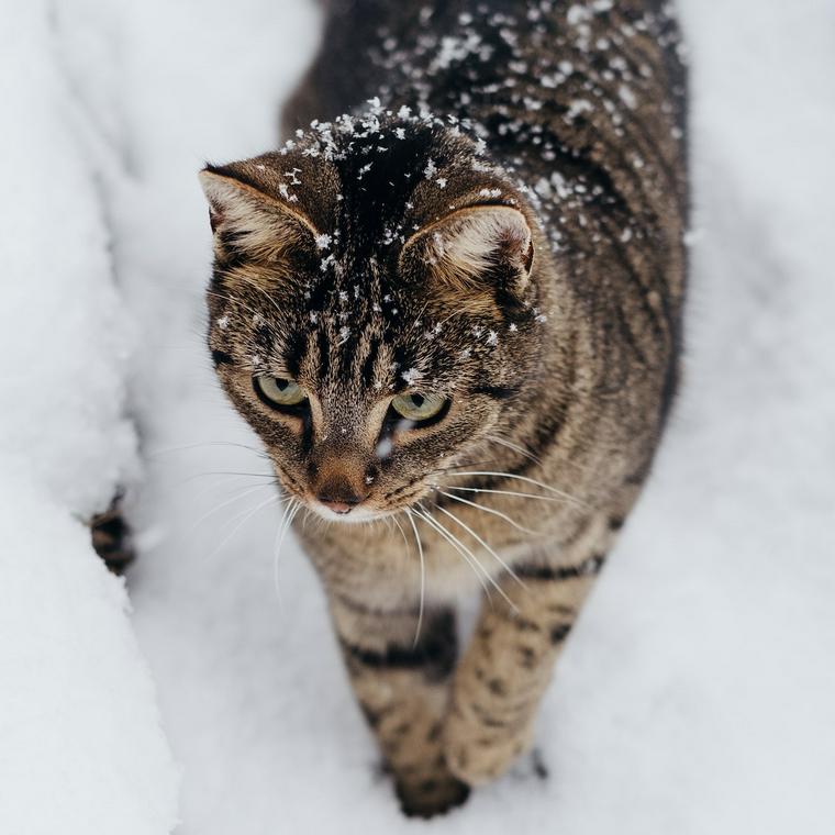 雪の中にいる猫