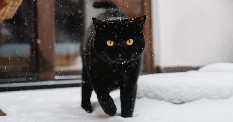 猫は雪が嫌い？嫌いな理由や霜焼け・凍傷などの注意点を解説