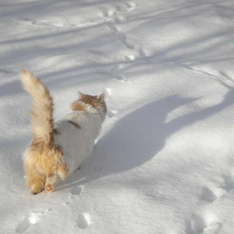 猫は雪が嫌い 嫌いな理由や霜焼け 凍傷などの注意点を解説 ペトコト