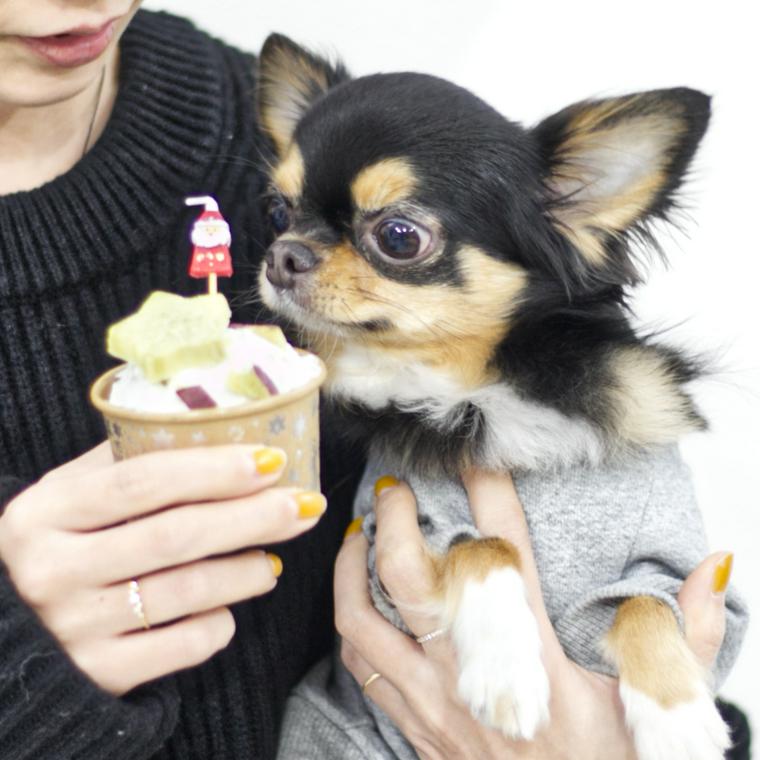 チワワとバナナとさつまいものクリスマスカップケーキ