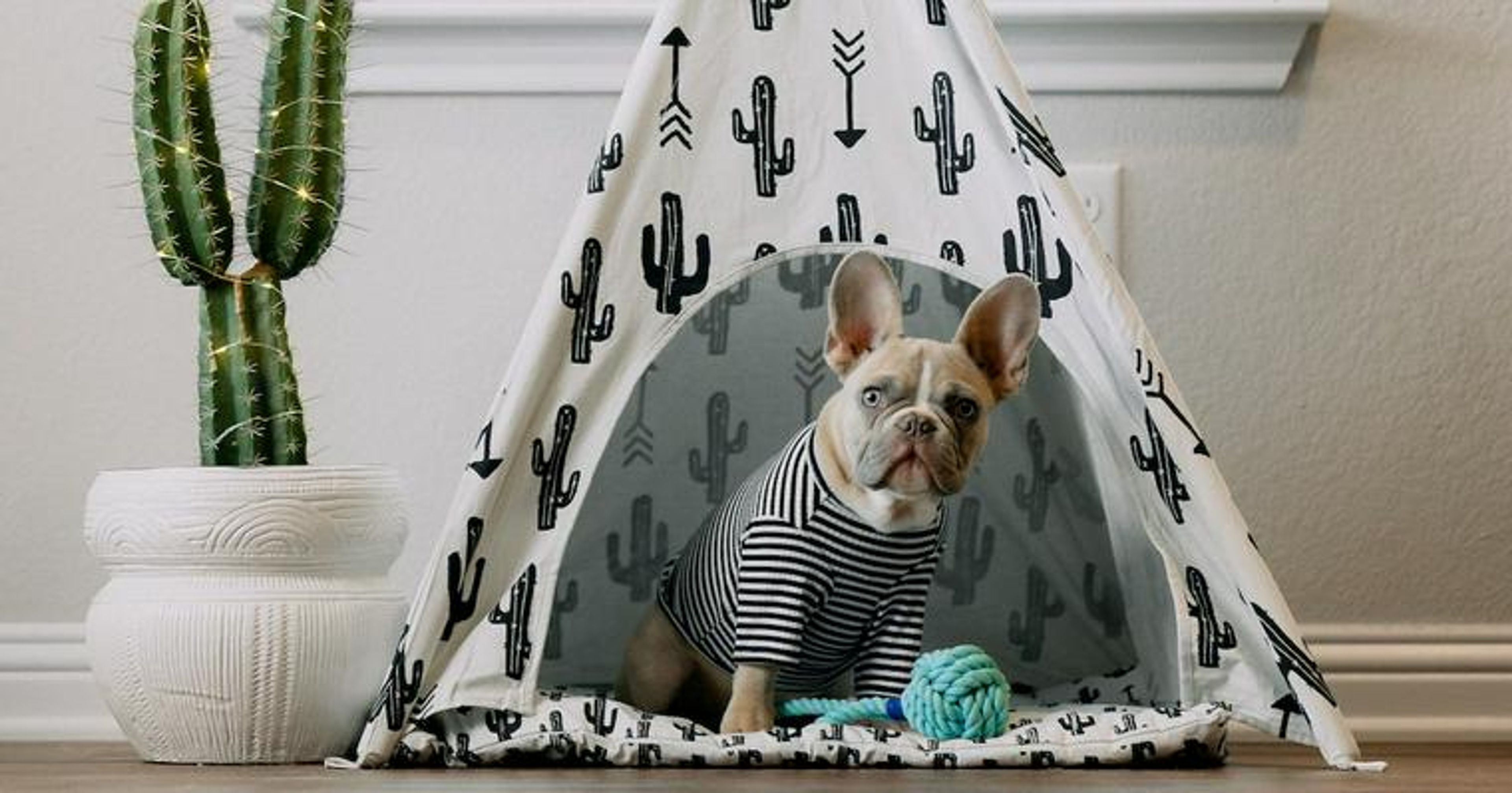 【トレーナー・獣医師監修】フレンチブルドッグってどんな犬？性格・特徴・育て方・迎え方