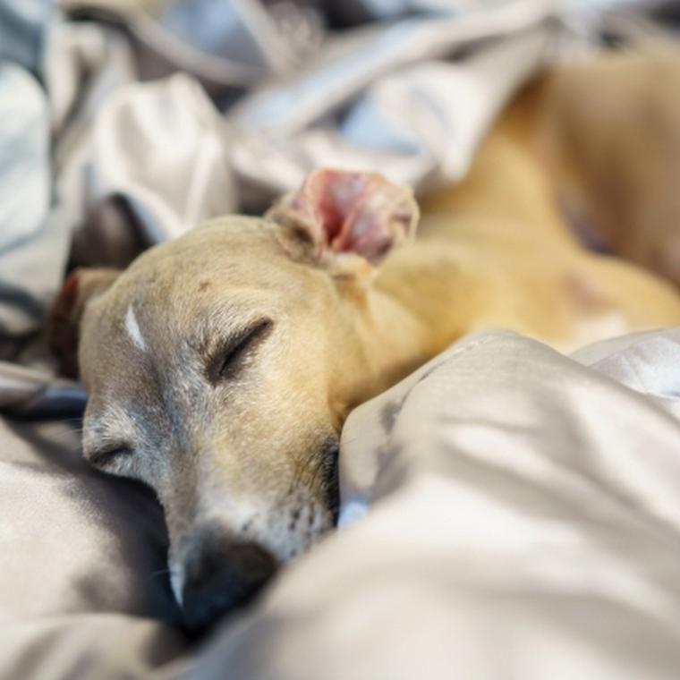 眠るイタリアングレーハウンド