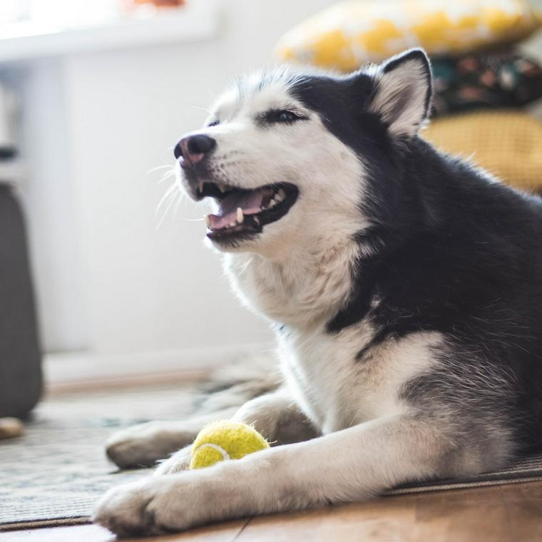 シベリアンハスキーの飼い方 性格や寿命しつけなどをトレーナーが解説 ペトコト