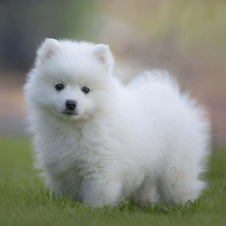 日本スピッツの子犬