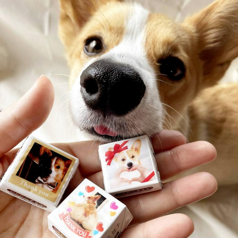 社員犬おこげとチロルチョコ