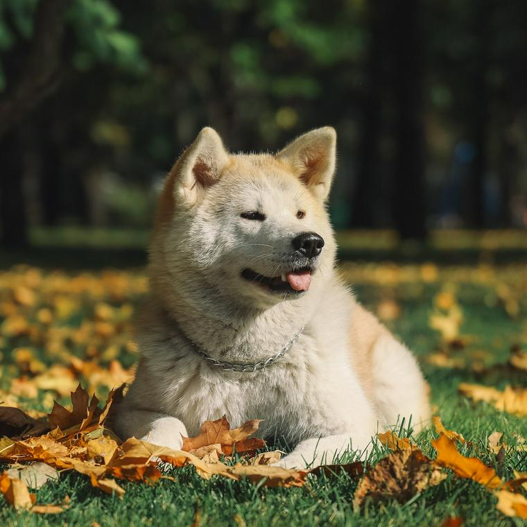秋田犬の飼い方 性格や寿命などの基礎知識から特徴をトレーナーが解説 ペトコト