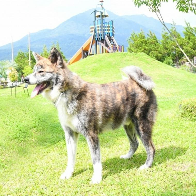 秋田犬の飼い方 性格や寿命などの基礎知識から特徴をトレーナーが解説 ペトコト