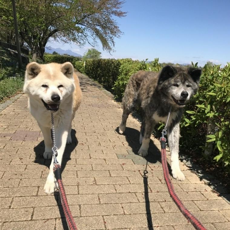 散歩する二匹の秋田犬